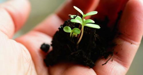 plant-4036130-2